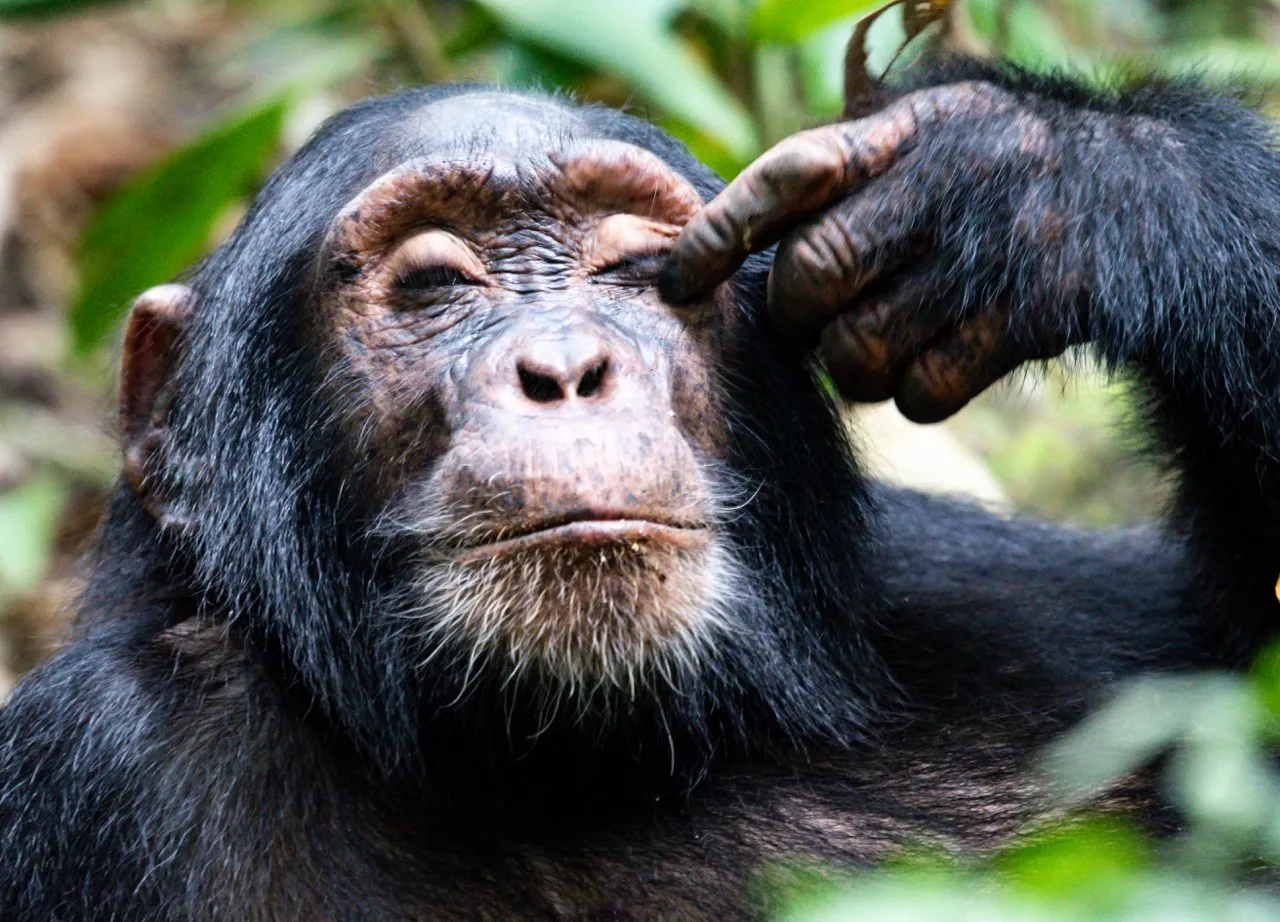 Group Trips – Uganda Safari