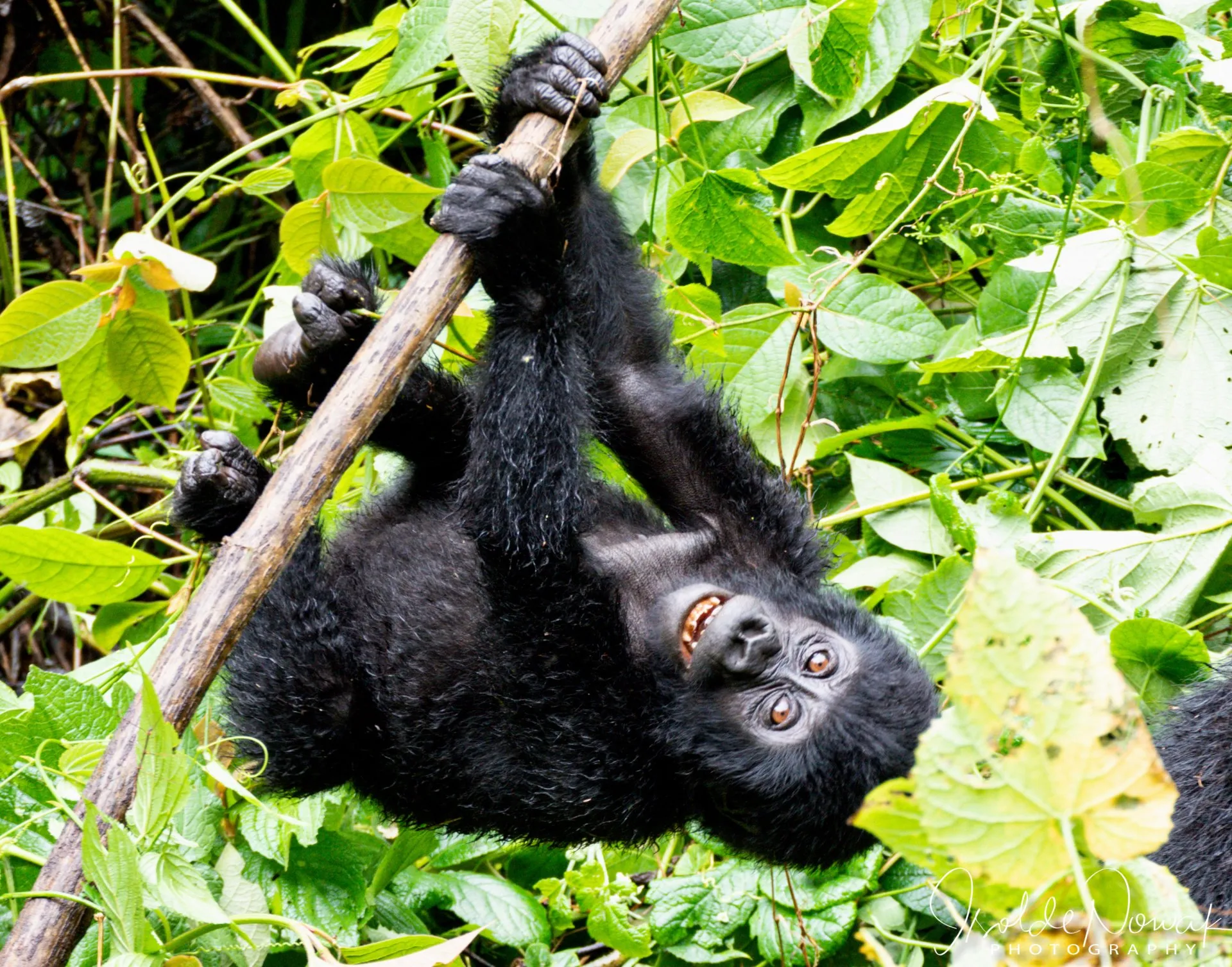 Luxurious Safaris – Uganda Safari